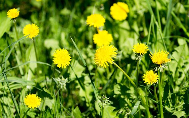 veld met gele paardenbloemen voorjaar - Foto, afbeelding