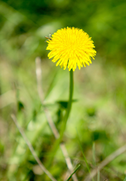 campo com dente-de-leão amarelo Primavera
 - Foto, Imagem