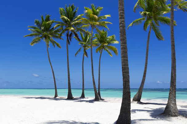 Пляж на тропическом острове
 - Фото, изображение