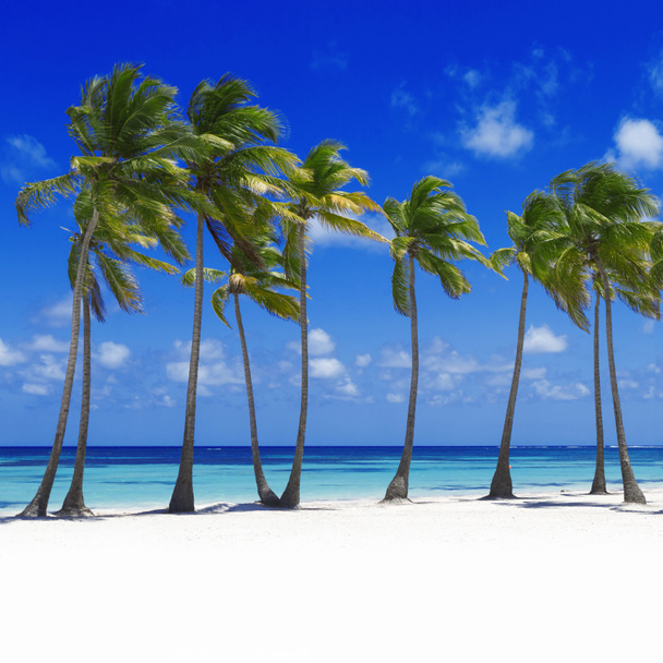 Playa en isla tropical
 - Foto, Imagen