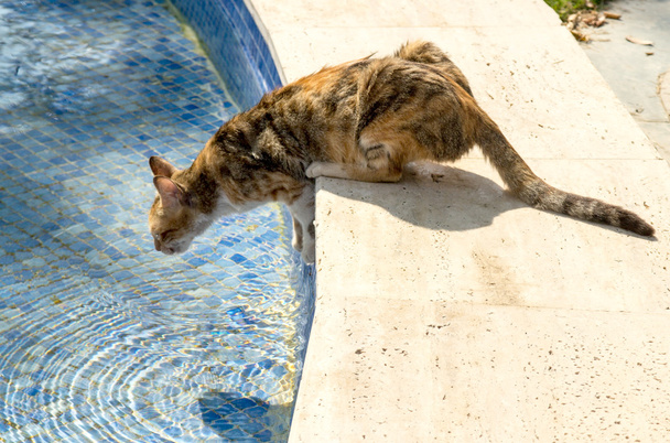 Кошка пьет из бассейна
 - Фото, изображение