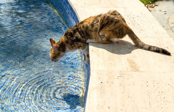 Kočka z bazénu - Fotografie, Obrázek