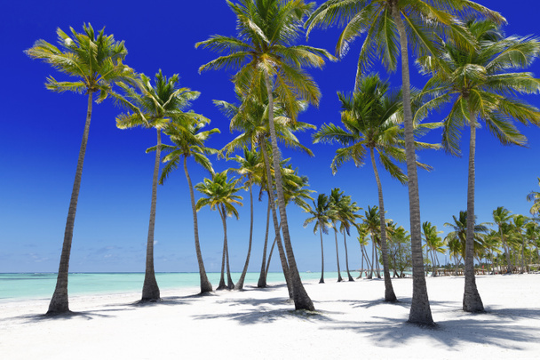 Пляж на тропическом острове
 - Фото, изображение