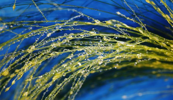 Рослини з краплі води
 - Фото, зображення