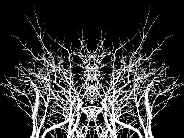 branches d'arbres blancs
 - Photo, image