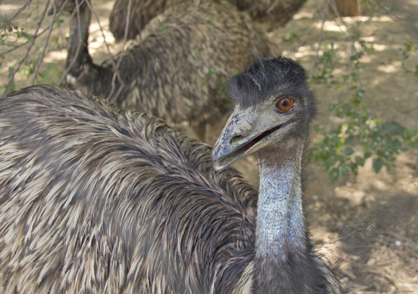 Великий emu, ходьба
 - Фото, зображення