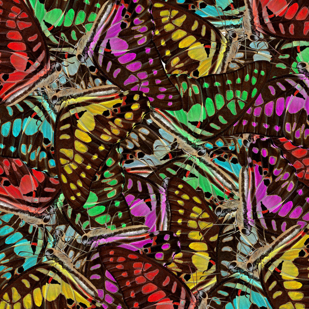 mariposa como fondo de la naturaleza
 - Foto, Imagen