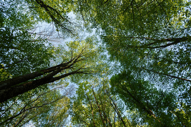 Vertical perspective within a dense forest with sky - Foto, Imagen