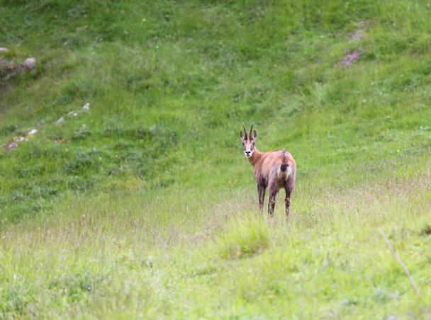 chamois on the meadow in the high mountains in summer - Foto, afbeelding