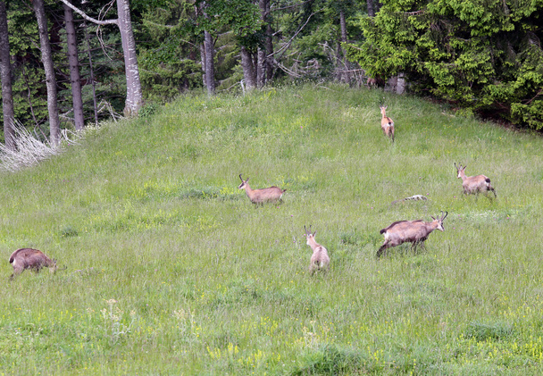 bunch of Chamois with puppies on the lawn of the mountain in sum - Zdjęcie, obraz