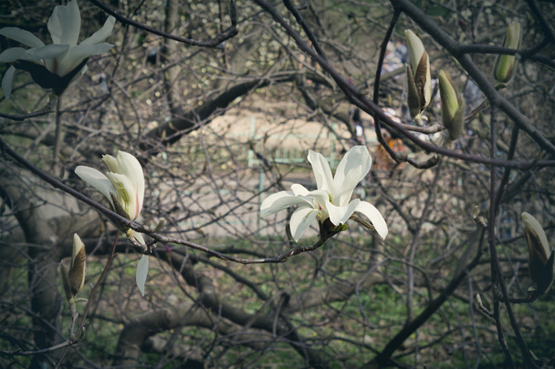 magnolia flowers - Fotó, kép