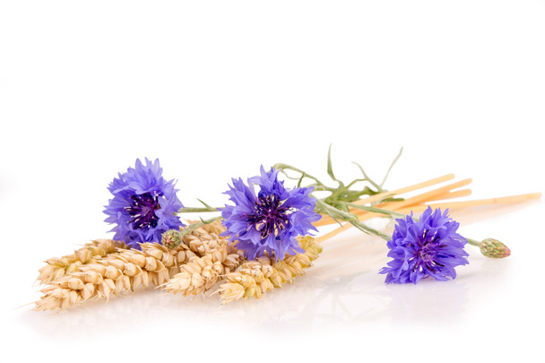 espigas de trigo com flores de milho
 - Foto, Imagem
