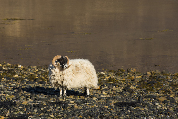 Sheep Shore Ocean Scotland - Фото, зображення