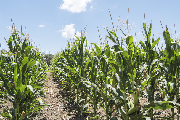 Corn field with unripe cobs in the stalk - Foto, afbeelding