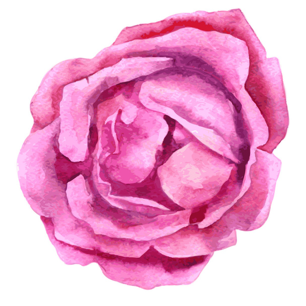watercolor drawing pink rose - ベクター画像