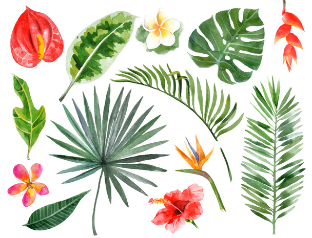 hand drawn watercolor tropical plants - Vector, Image