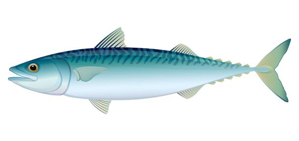 Atlantic Mackerel - Вектор, зображення