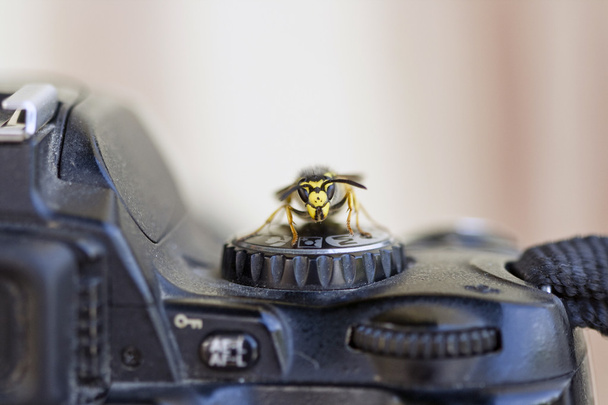 Digitaalikameran ohjaimien ampiainen
 - Valokuva, kuva
