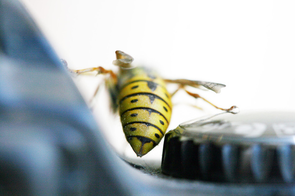 Wasp op de besturingselementen van een digitale camera - Foto, afbeelding