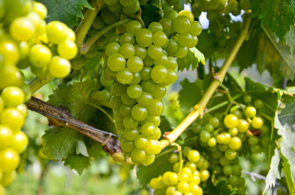 Vin blanc : Cépages avant vendange, Styrie du Sud Autriche
 - Photo, image