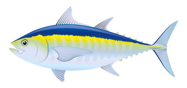 Tuna Fish - Vector, Image
