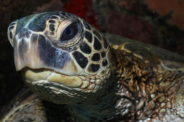 żółw morski zielony - Zdjęcie, obraz