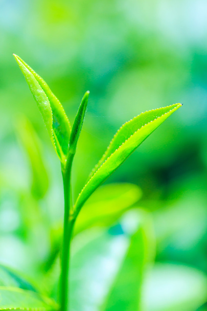 Tea green foliage - Foto, Imagem