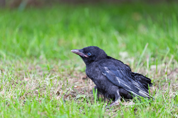 Young black crow sitting in green grass - Photo, Image