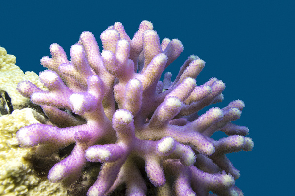 mercan pembe parmak mercan sualtı tropikal deniz ile - Fotoğraf, Görsel