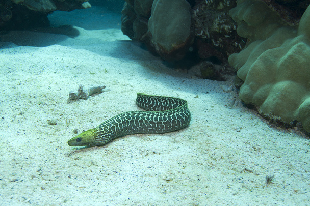 Undulated Moray Eel - Photo, Image