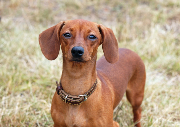 Retrato de castanha dachshund com revestimento plano
 - Foto, Imagem