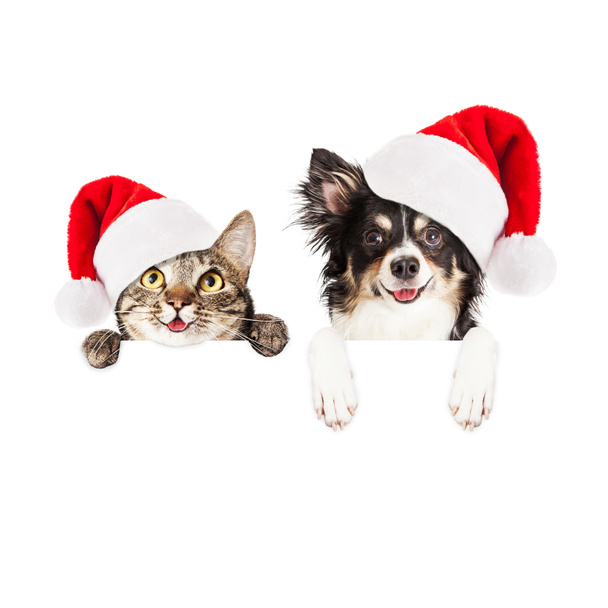 Gato y perro de Navidad con signo en blanco
 - Foto, imagen