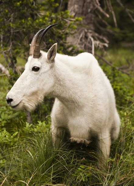 Rocky Mountain Goat - Foto, afbeelding