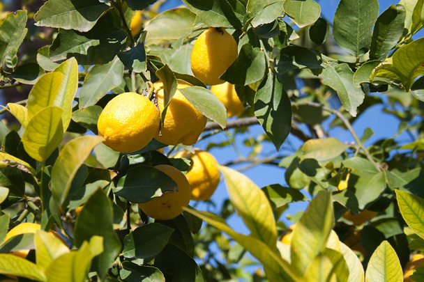 Lemons growing on lemon tree - Photo, Image