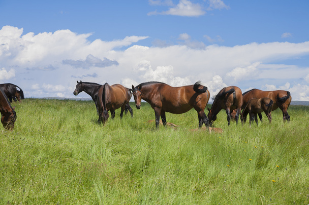 group of horses grazing in prairie - Φωτογραφία, εικόνα