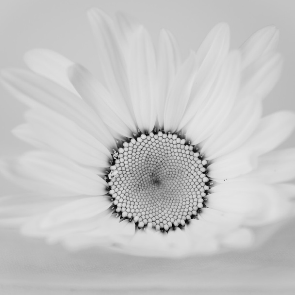 Flor blanca
 - Foto, Imagen