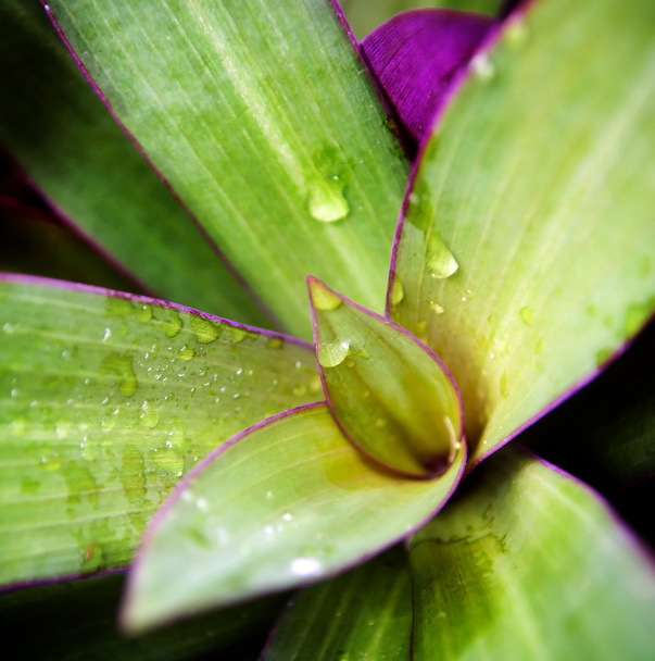 Plant Detail - Photo, Image