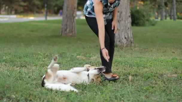 Dog Training - Footage, Video