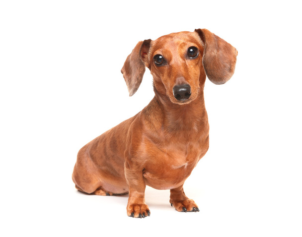 Dachshund dog - Photo, Image