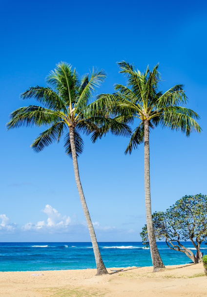 Cococnut Palm trees on the sandy Poipu beach in Hawaii - 写真・画像