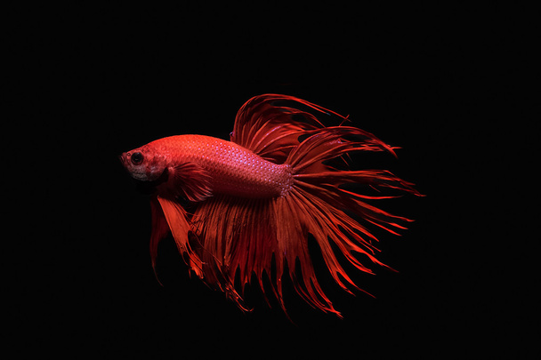 Красная сиамская боевая рыба на черном фоне
 - Фото, изображение