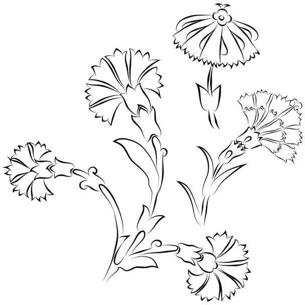 Carnations - Vector, Image
