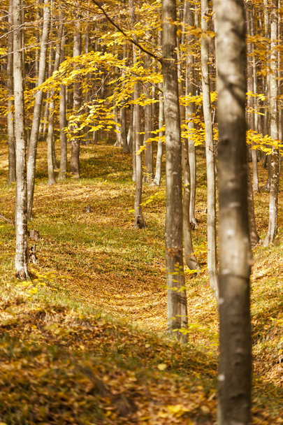 осінній пейзаж з деревами в лісі
 - Фото, зображення