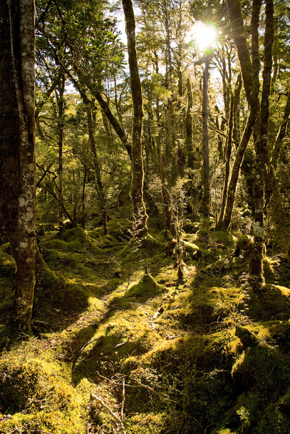 Древний лес
 - Фото, изображение