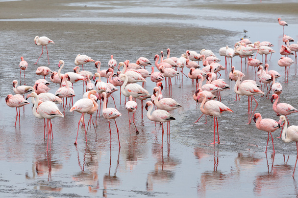 Kolonia Rosy Flamingo w Walvis Bay Namibia - Zdjęcie, obraz