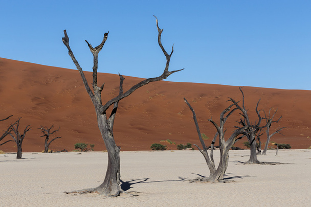 ナミブ砂漠に隠された Vlei の美しい風景  - 写真・画像