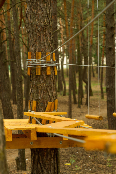 Part of the training runs on sports tourism in the pine forest. - Valokuva, kuva