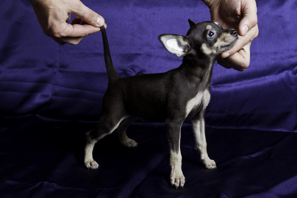 Russian toy terrier - Photo, Image