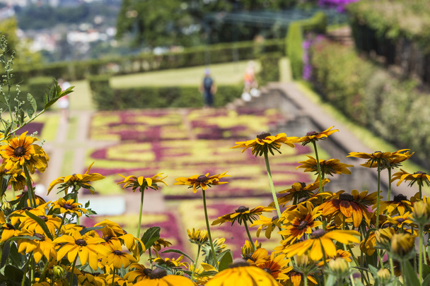 Trópusi botanikus kerteket Funchal városában, Madeira islan - Fotó, kép