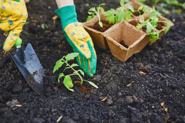 Gardener replanting tomato seedlings - Zdjęcie, obraz